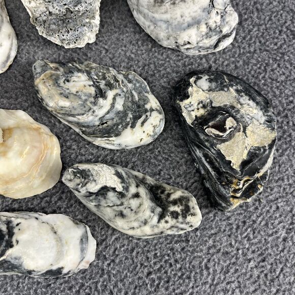 Vintage Oyster Shells Lot 20 Natural Bulk Decor Craft 1-5 Inches Assorted Sizes - Picture 6 of 16